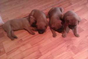 VAND PUI BOXER