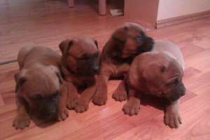 VAND PUI BOXER
