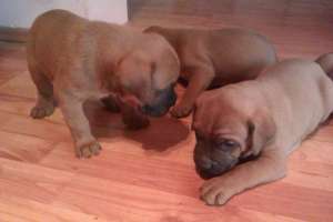 VAND PUI BOXER