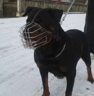 rotweiler de vanzare suceava