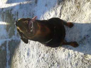 rotweiler de vanzare suceava