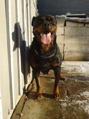 rotweiler de vanzare suceava