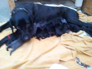 vand caini cane corso talie mare. pret 200 euro