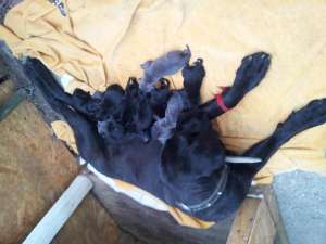 vand caini cane corso talie mare. pret 200 euro