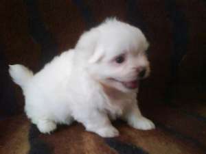 Pui bichon maltese