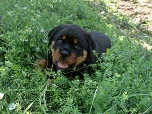 Catei Rottweiler