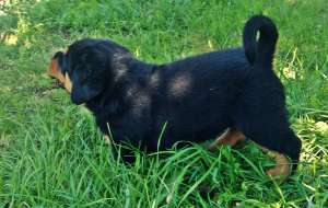Catei Rottweiler