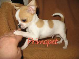 PrimoPet vinde puiuti Chihuahua Toy