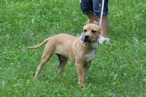 Vand amstaff