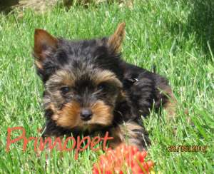 Puiuti de Vanzare Yorkshire Terrier Toy