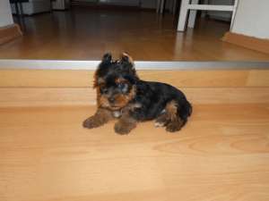 vand catelusi yorkshire terrier de vanzare