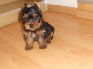 vand catelusi yorkshire terrier de vanzare