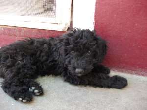 Vand catelusa caniche