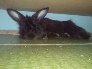 donez iepure angora
