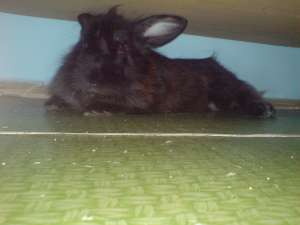 donez iepure angora