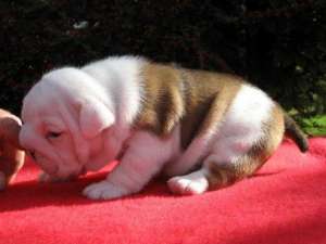 English Bulldog Bulldog Englez