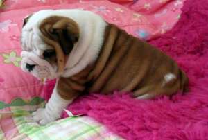 English Bulldog Bulldog Englez