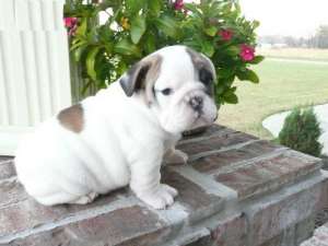 English Bulldog Bulldog Englez