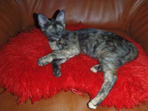 2 pisici pentru adoptie