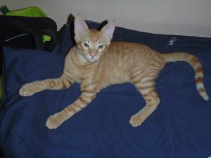 2 pisici pentru adoptie