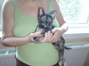 2 pisici pentru adoptie