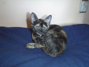 2 pisici pentru adoptie