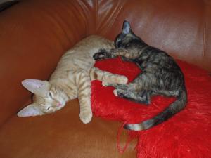 2 pisici pentru adoptie