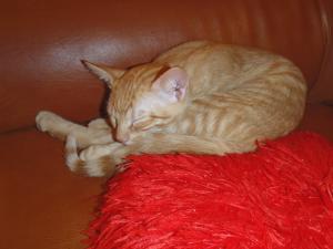 2 pisici pentru adoptie