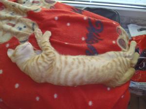 2 pisici pentru adoptie