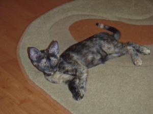 2 pisici pentru adoptie
