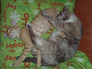 2 pisici pentru adoptie