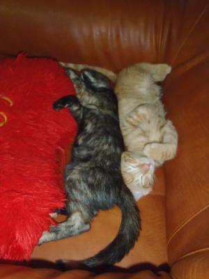 2 pisici pentru adoptie