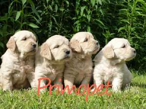 Caini de vanzare,    rasa pura,    Golden Retriever