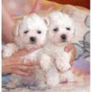 VAND PUIUTI CANICHE, SHIH-TZU, BICHON