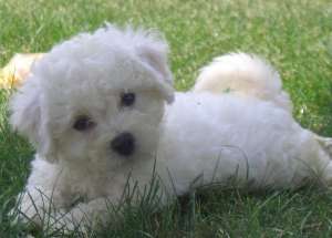 VAND PUIUTI CANICHE, SHIH-TZU, BICHON