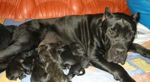 Cane Corso de vanzare