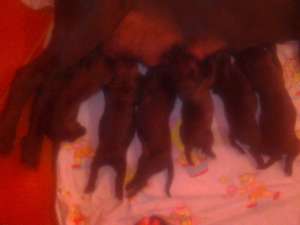 Cane Corso de vanzare