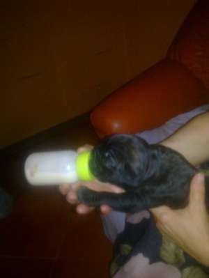 Cane Corso de vanzare
