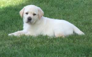 vand pui labrador