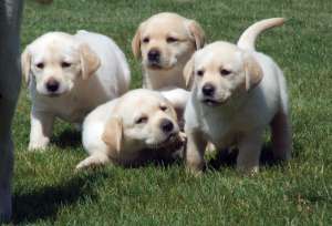 vand pui labrador