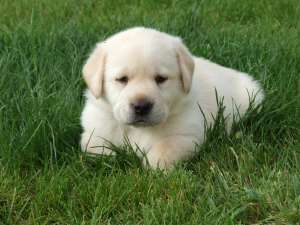 vand pui labrador
