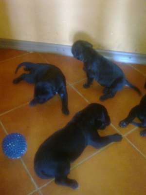 Cane corso puii
