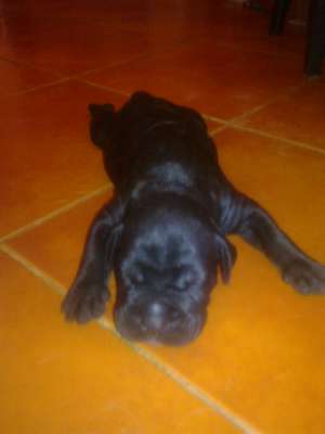 Cane corso puii
