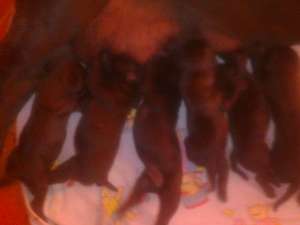 Cane corso puii