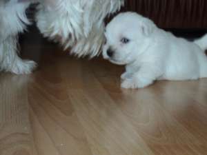 Vand pui westie