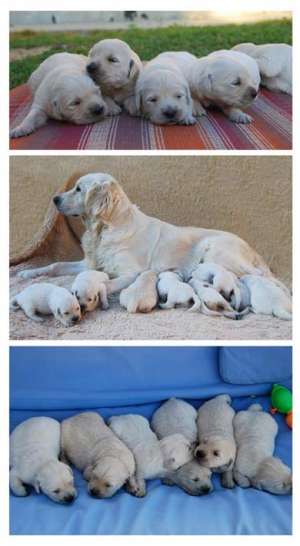 Canisa facem rezervari pentru catei Golden Retriever de Calitate