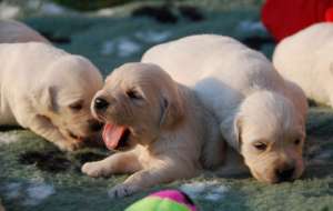 Canisa facem rezervari pentru catei Golden Retriever de Calitate