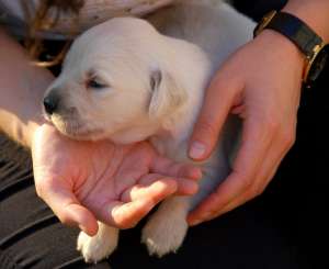 Canisa facem rezervari pentru catei Golden Retriever de Calitate
