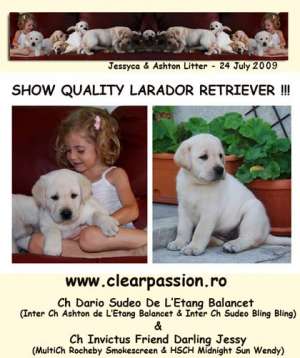 Catei Labrador calitate Show! pedigree de exceptie!