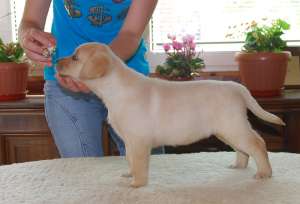 Catei Labrador calitate Show! pedigree de exceptie!